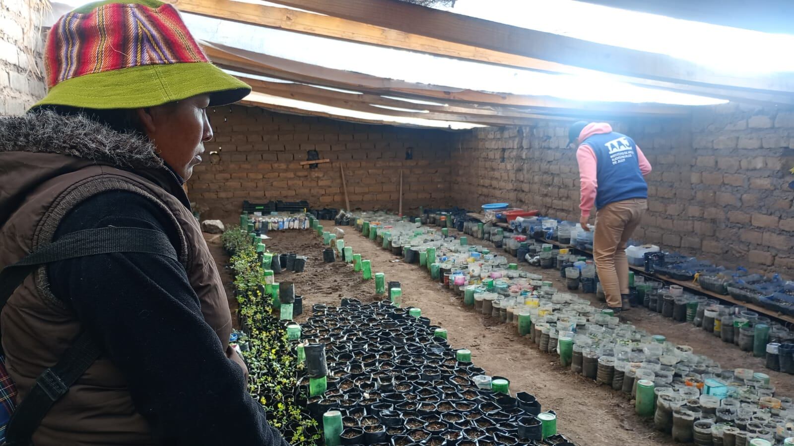 El vivero comunal de Santa Catalina (Jujuy) produjo más de 20.000 ejemplares de queñua que ya crecen en las montañas de la región.