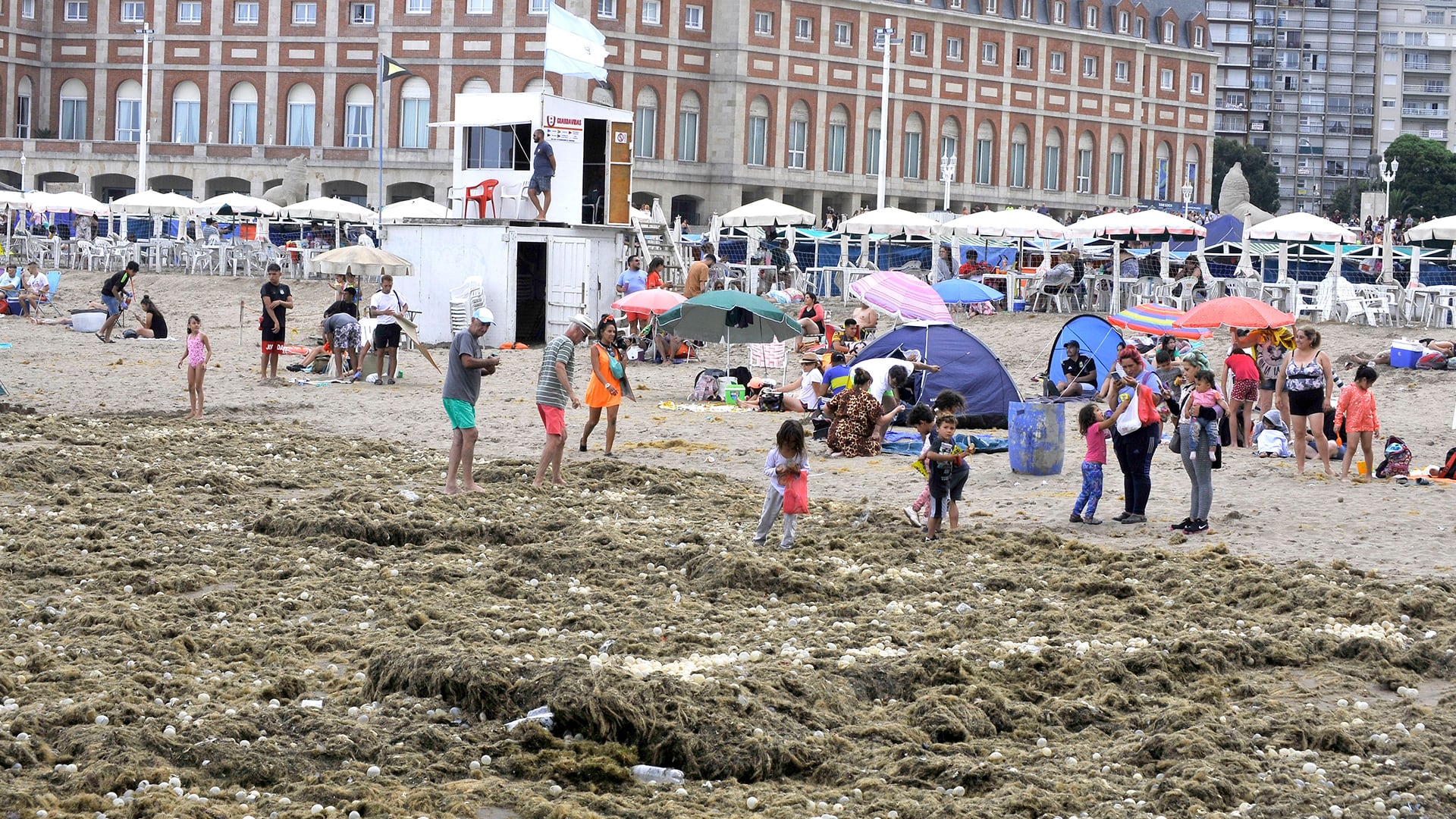 Mar del Plata suele tener presencia de medusas y algas, entre otros animales marinos.