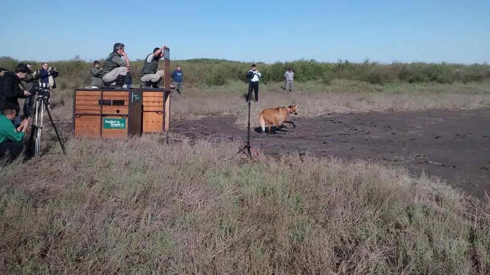 AGUARÁ GUAZÚ. Fueron liberados en Mar Chiquita (Provincia de Córdoba).