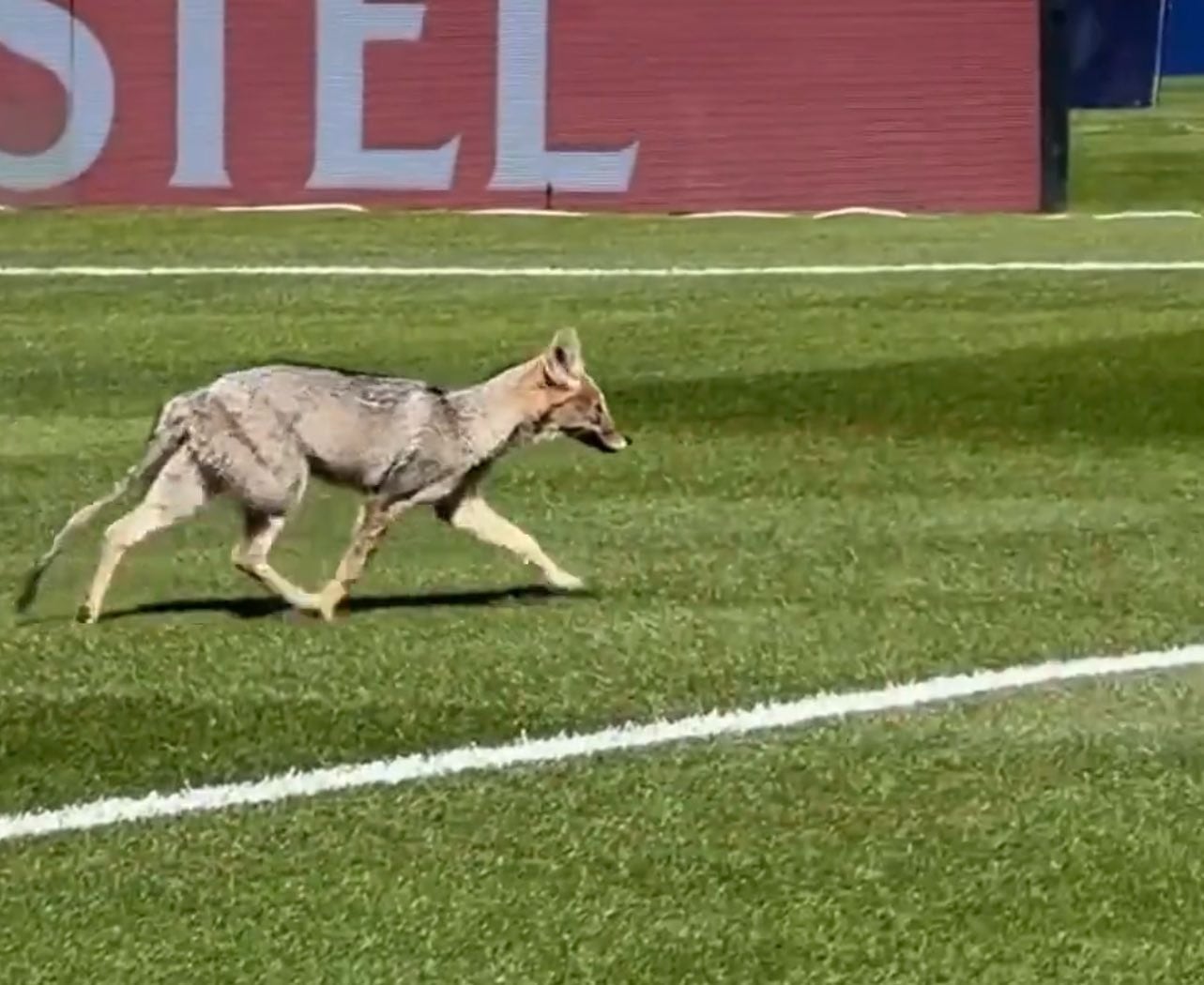 El animal fue el atractivo en la previa del encuentro de Talleres y Defensa y Justicia.