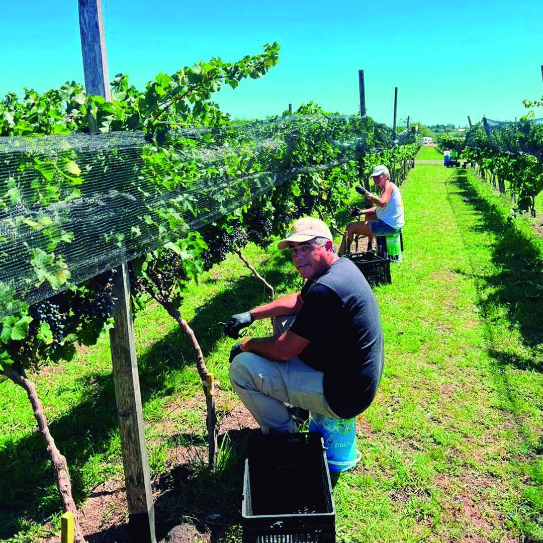 Vendimia en Bodega 28/20.