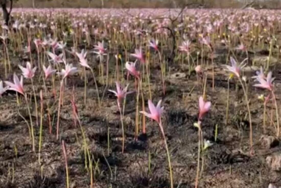 Esteros del Iberá. Las primeras flores brotaron del suelo y el parque nacional comienza a recuperarse. (Foto / Rewilding Argentina)