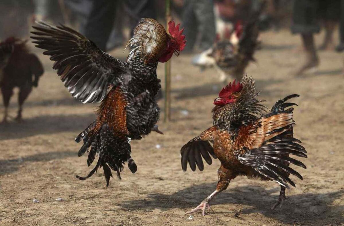 Cruz del Eje: violaron el confinamiento por una pelea de gallos y huyeron de la Policía