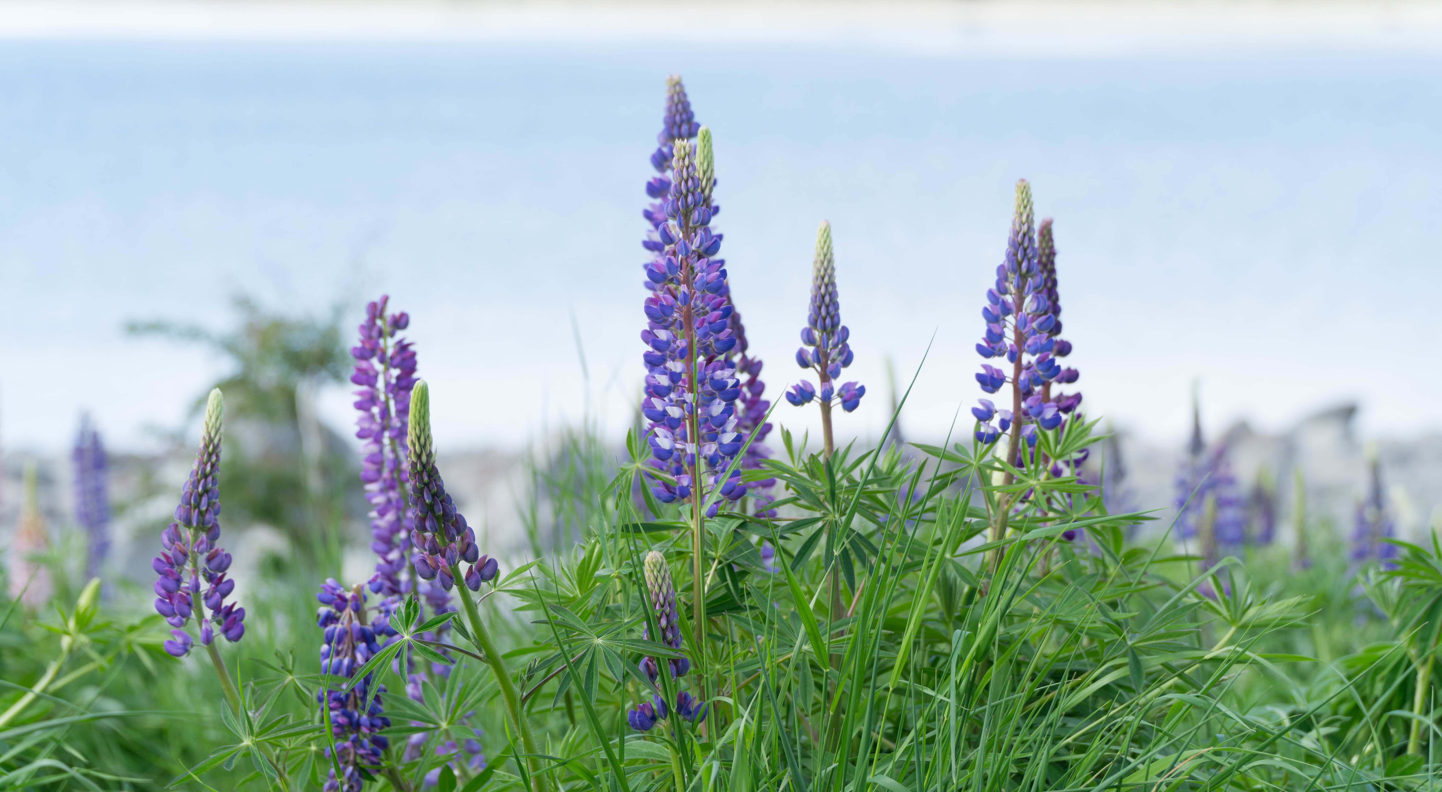 La floración de los lupinos comienza a principios de verano y es indispensable el buen riego.