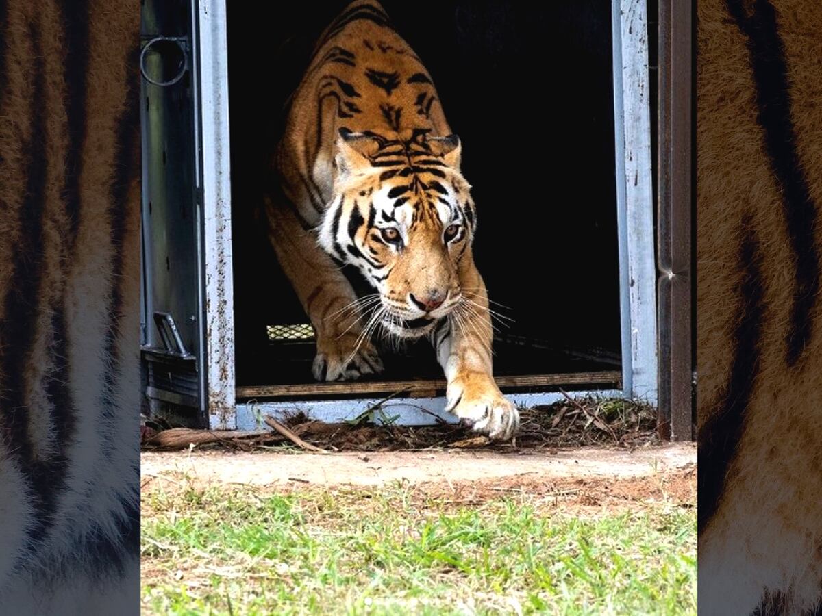 Final feliz: los tigres de San Luis fueron liberados en Sudáfrica