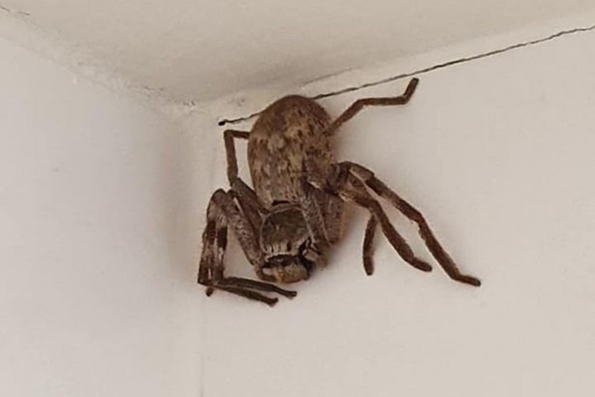 Compartió la imagen de la araña en sus redes sociales