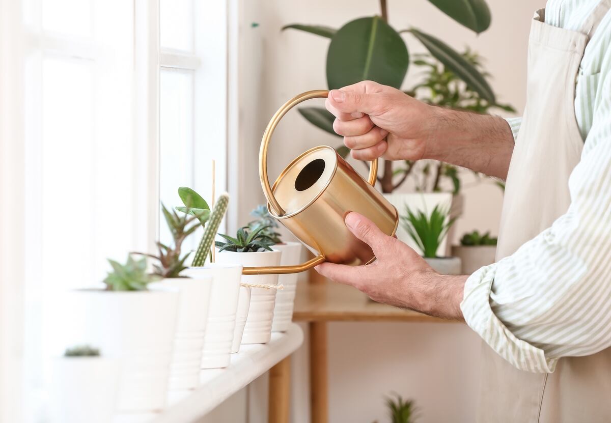 ¿Es bueno o malo? Qué pasa si tenés muchas plantas en tu casa, según el Feng Shui