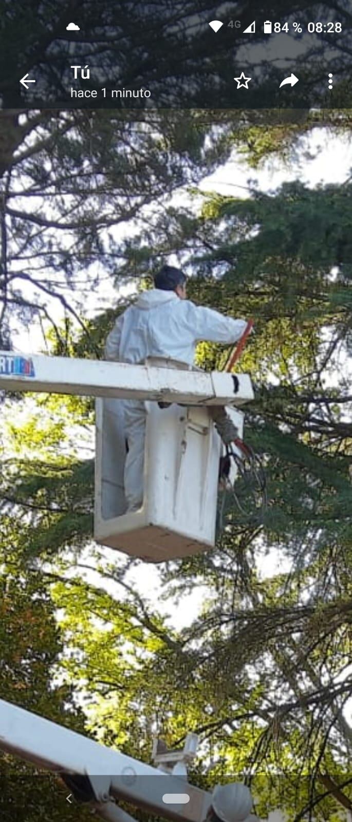 Bromatología combatió y retiró dos nidos de camoatíes del Geriátrico Municipal de Tres Arroyos