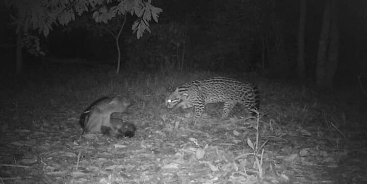 Cámara trampa registro imágenes de animales en el Parque Provincial Puerto Península