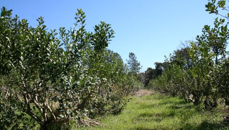 San Pedro: productores de yerba mate podrán solicitar turnos para registro de yerbales