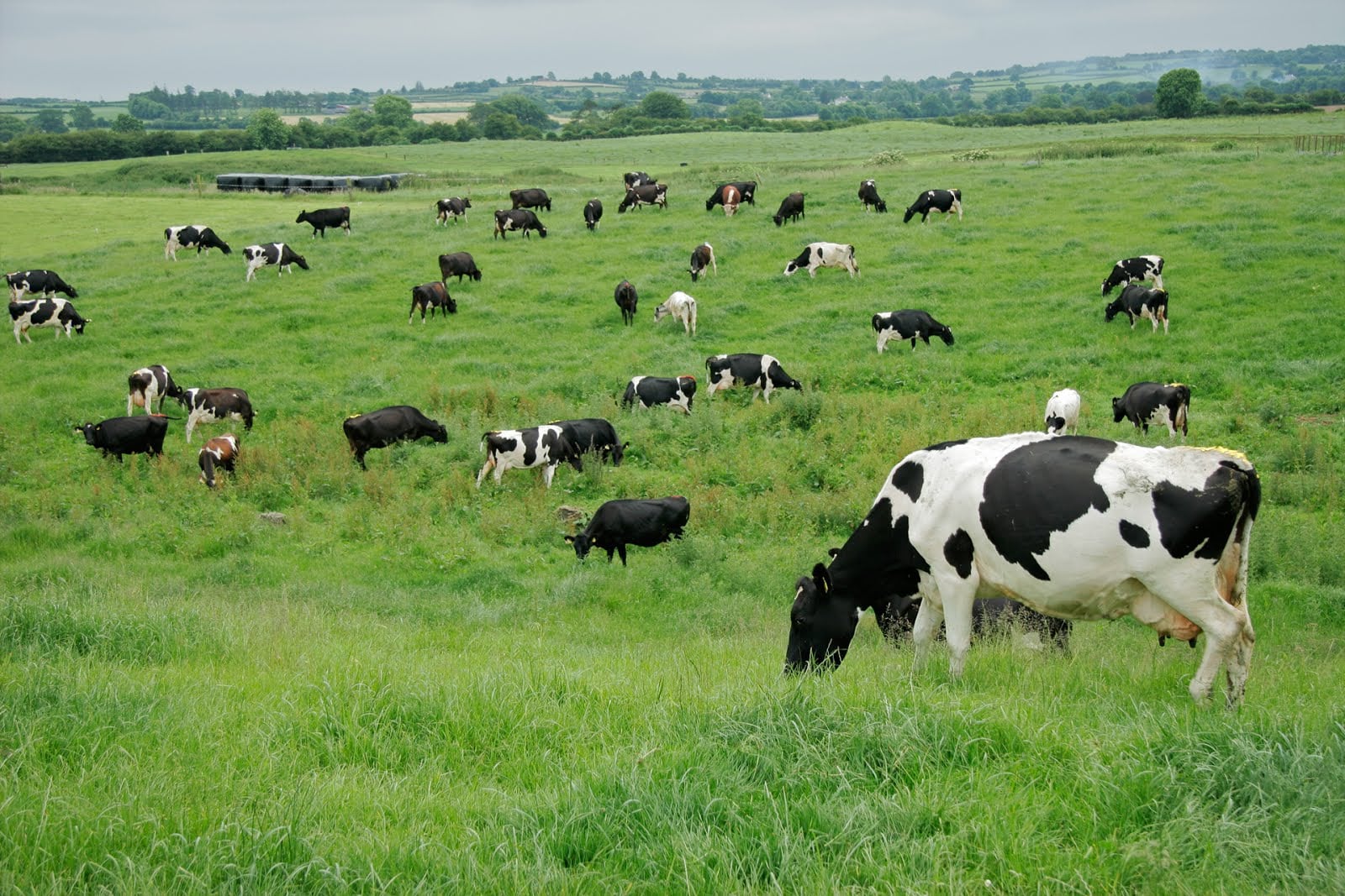 Vacas comiendo en parcelas de pasto en invierno