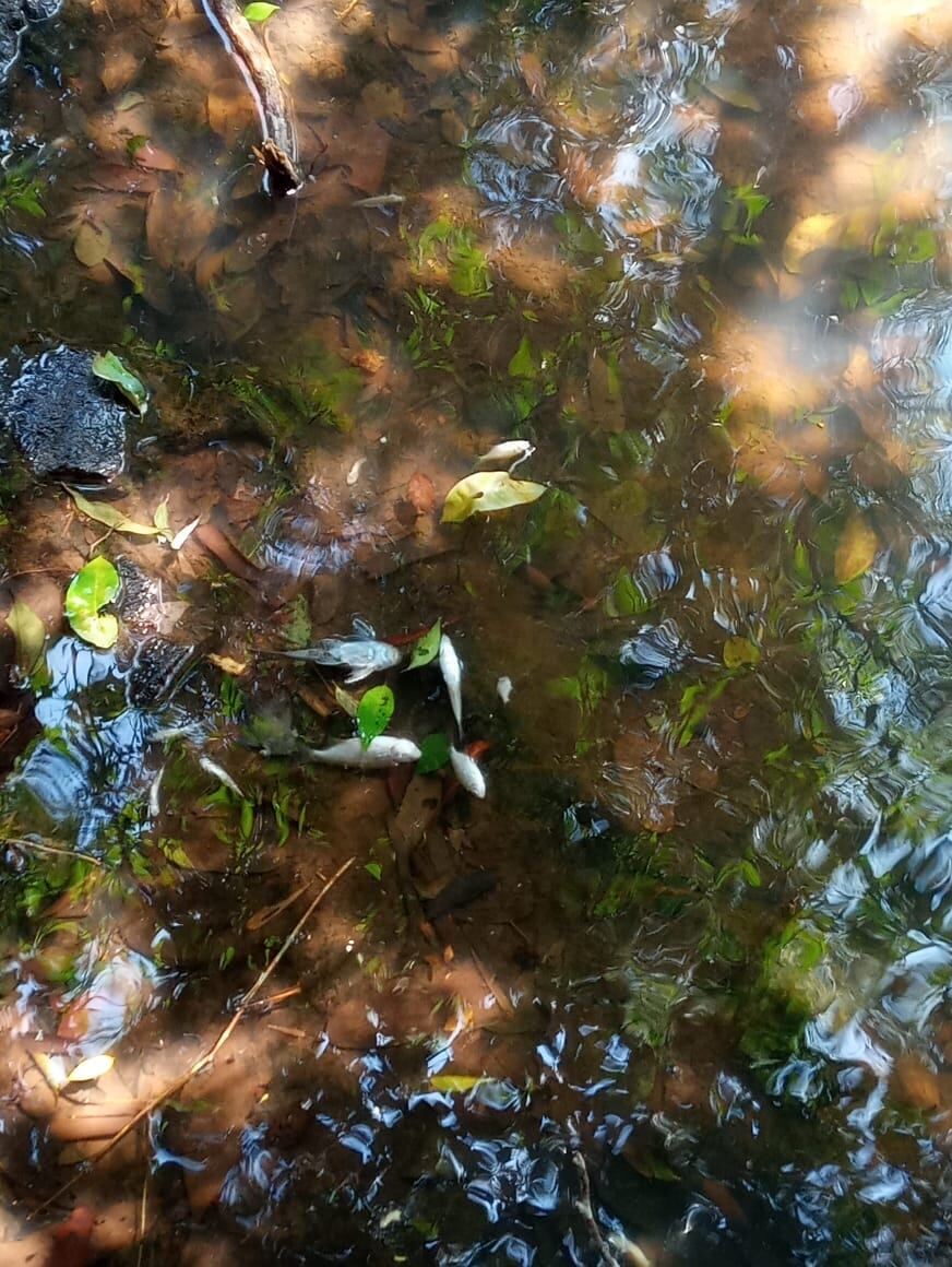 Denuncian peces muertos y contaminación en el arroyo Caraguatay.