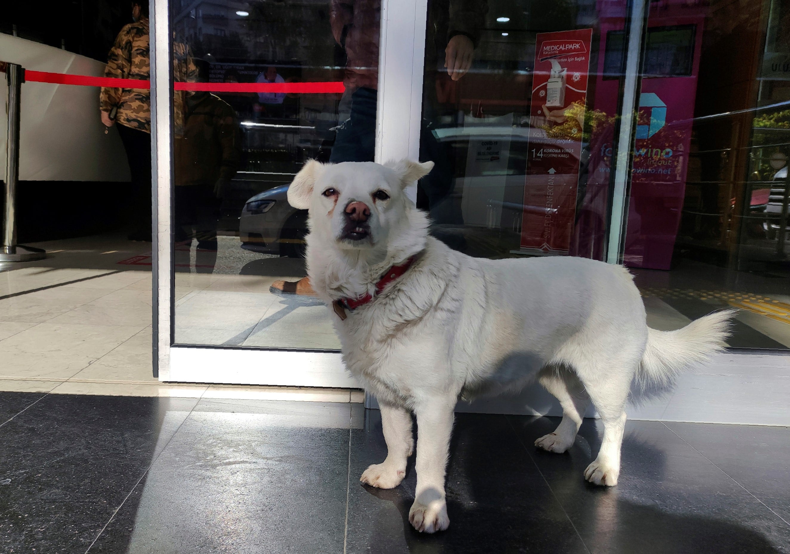 La perrita vive con Cemal desde hace nueve años.