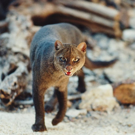 Yaguarundí, el felino que habría sido visto en la ciudad de Córdoba este sábado. (Ilustrativa)