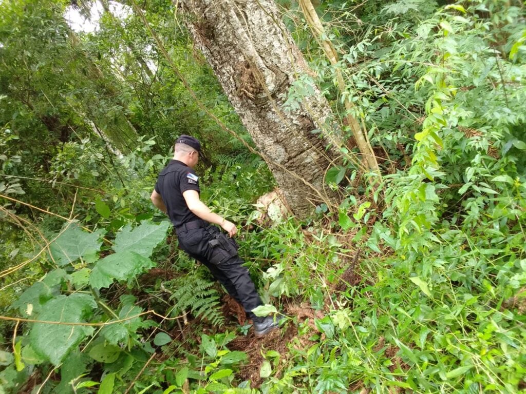 Tres menores demorados por robo de cítricos en Colonia Mado.