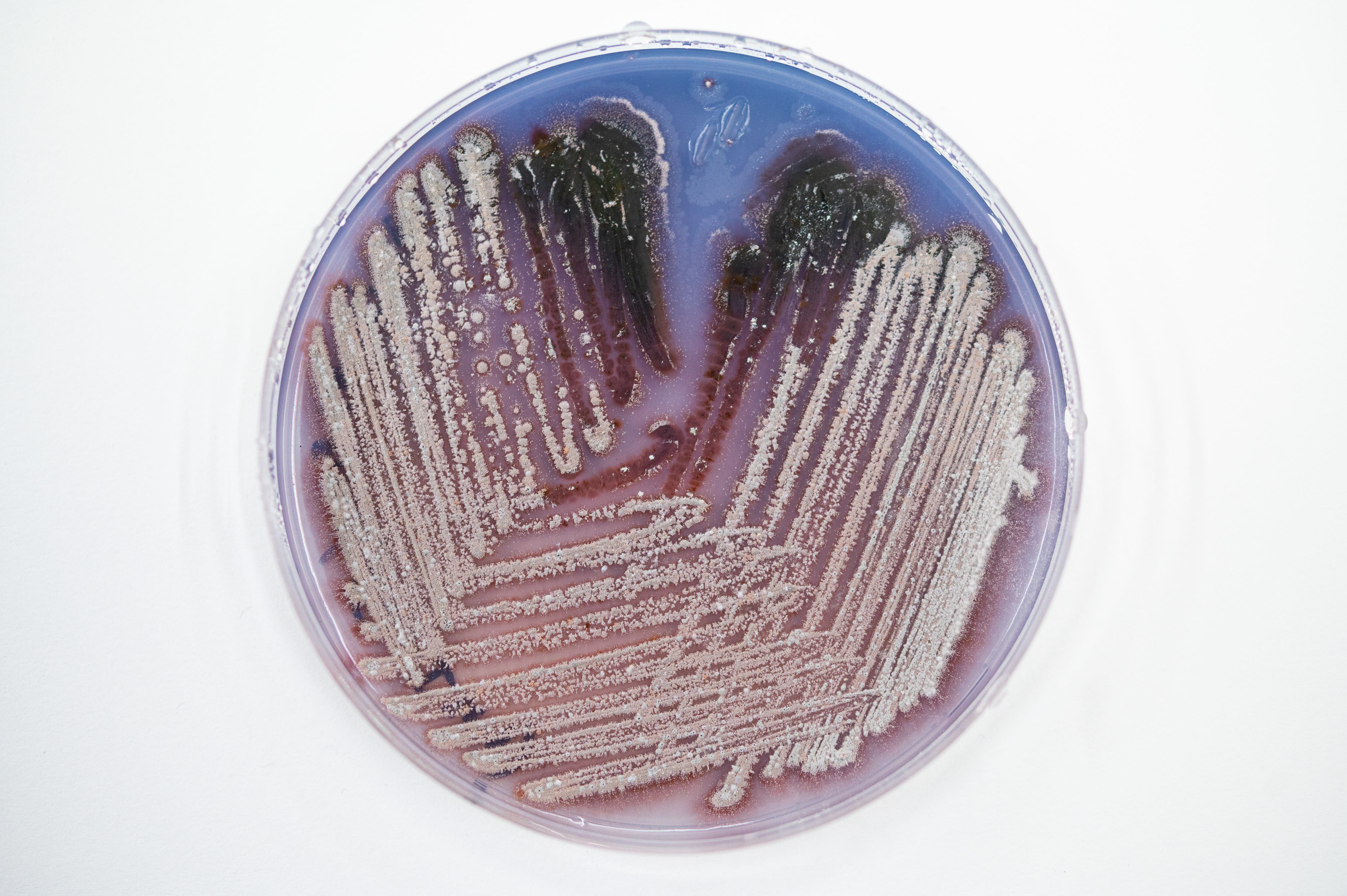 El biobanco de microorganismos está compuesto por 100, generan colores y biocompuestos.