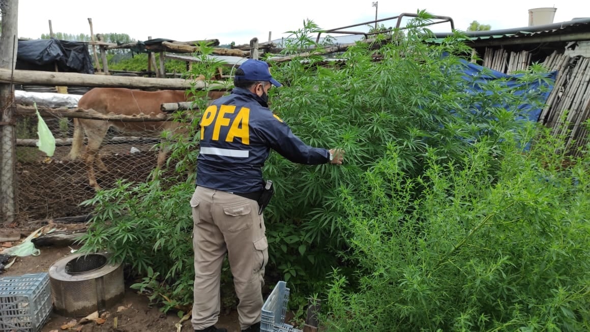 Agentes federales de Mendoza, decomisó una plantación de marihuana, en Guaymallén.