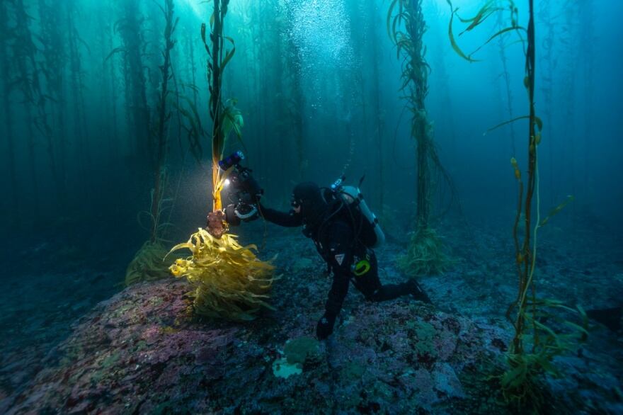 Los bosques de macroalgas rodean Península Mitre y son sumamente importantes para la generación de oxigeno. A su vez son una gran fuente de alimento para muchas especies de invertebrados y peces. Sirven de guardería, hábitat y refugio para muchos organismos tanto invertebrados como vertebrados.