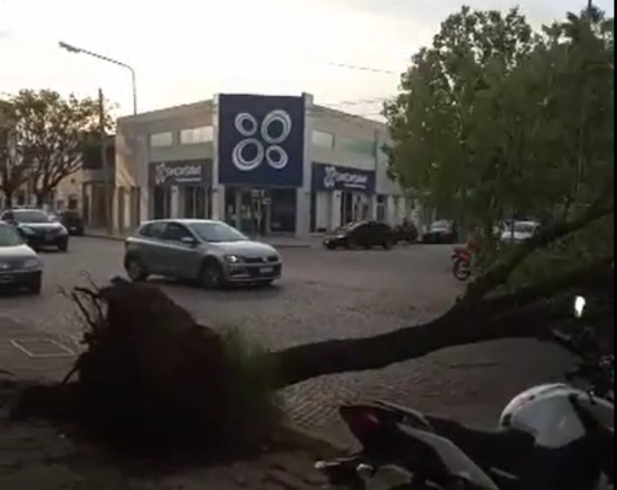 Ráfagas de viento de hasta 72 km/h tumbaron personas, árboles, postes y hasta un techo