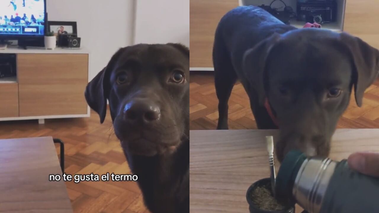 En enero de este año, el dueño del labrador sufrió una fuerte quemadura cuando desparramó en su cuerpo el agua contenida en el termo. Foto: Captura video