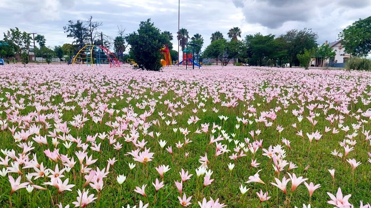 Cientos de azucenas florecen en La Paquita, localidad de Córdoba.