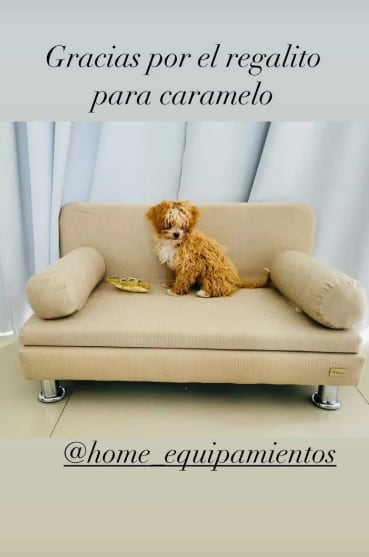 Caramelo antes de pasar por la peluquería canina. / Foto: Instagram