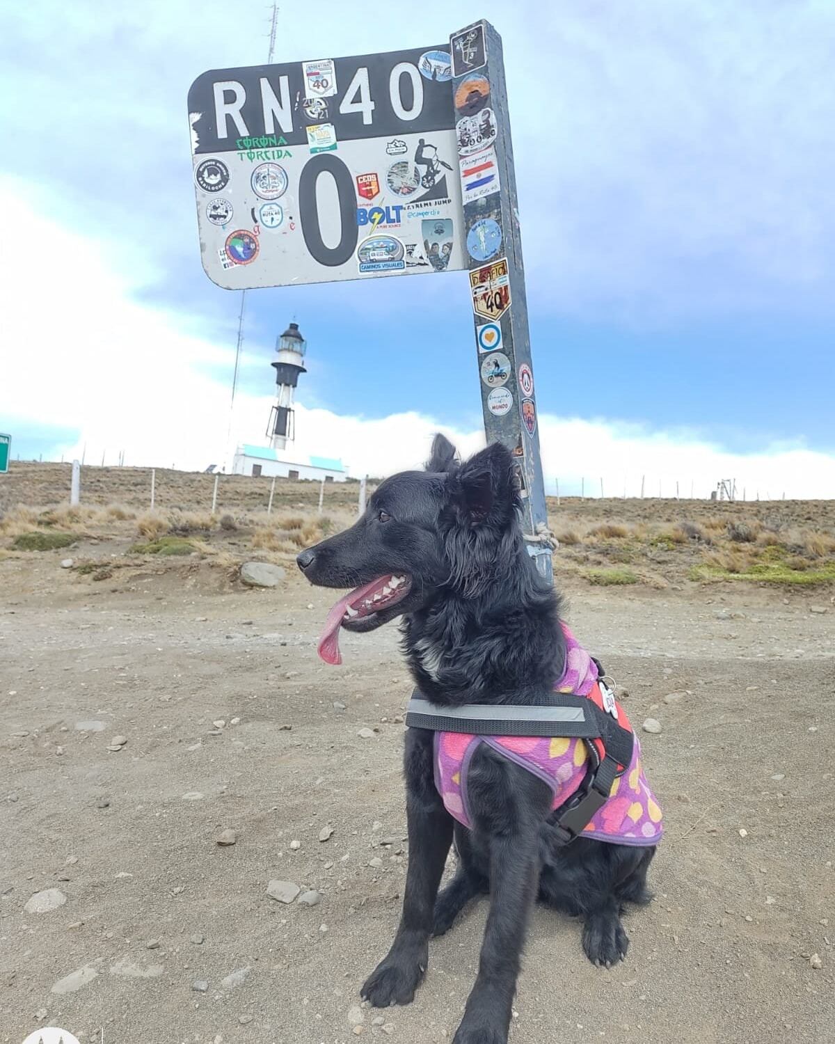 Lola, la perrita que acompañó a Jorge en su travesía por el país.