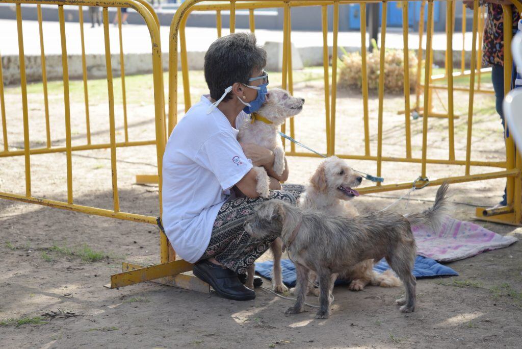 Refugio Canino