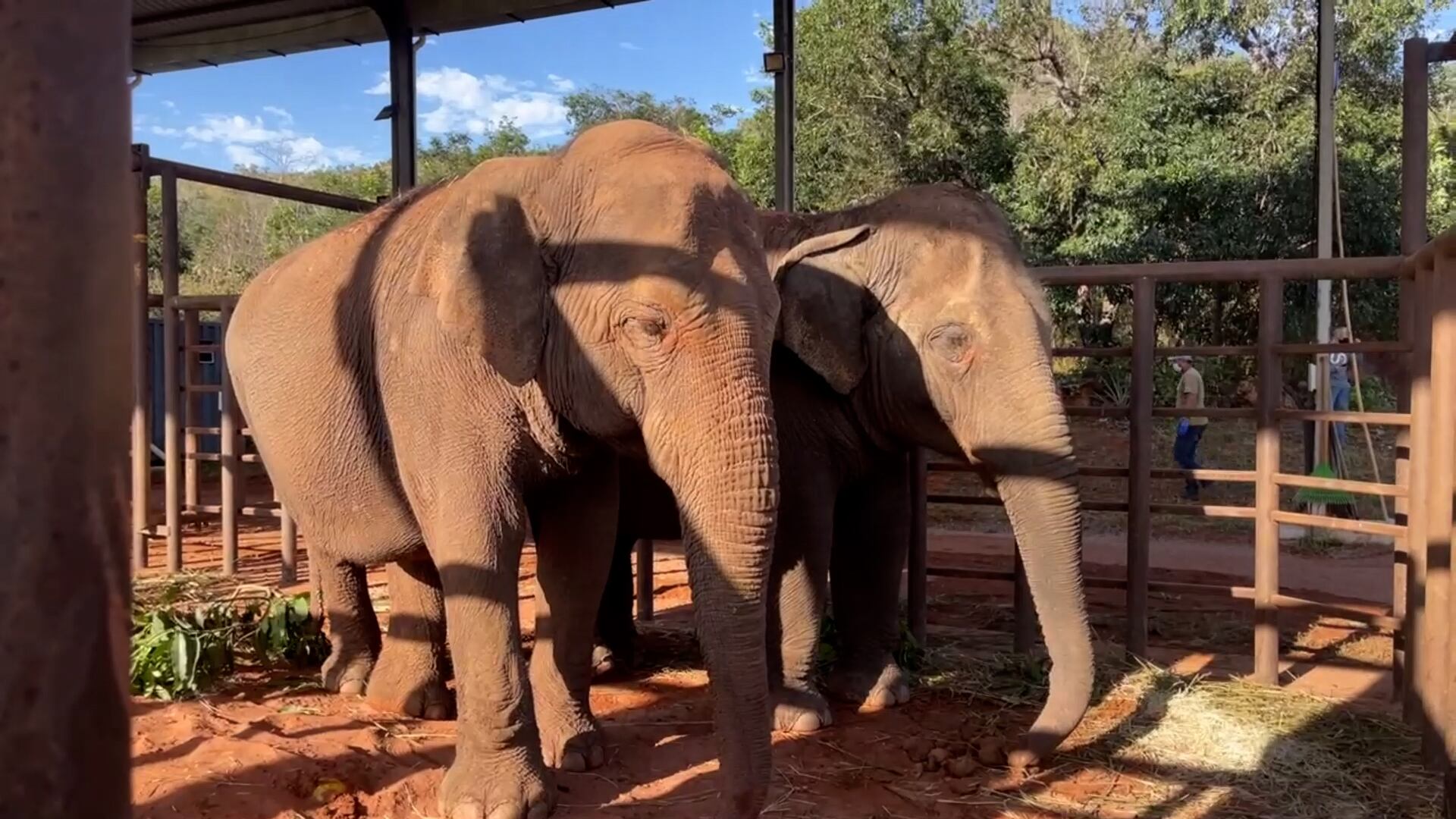 Pocha y Guillermina ya están en el santuario de Mato Grosso