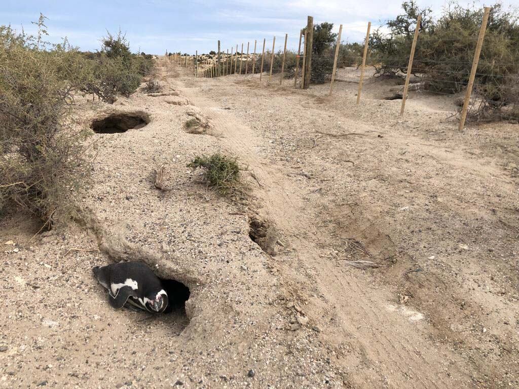 Pingüinos de Punta Tombo