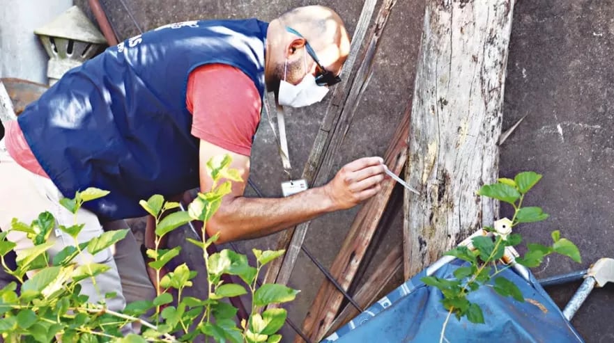 El índice larvario se triplicó en Oberá y preocupa el alto riesgo de un brote de dengue.