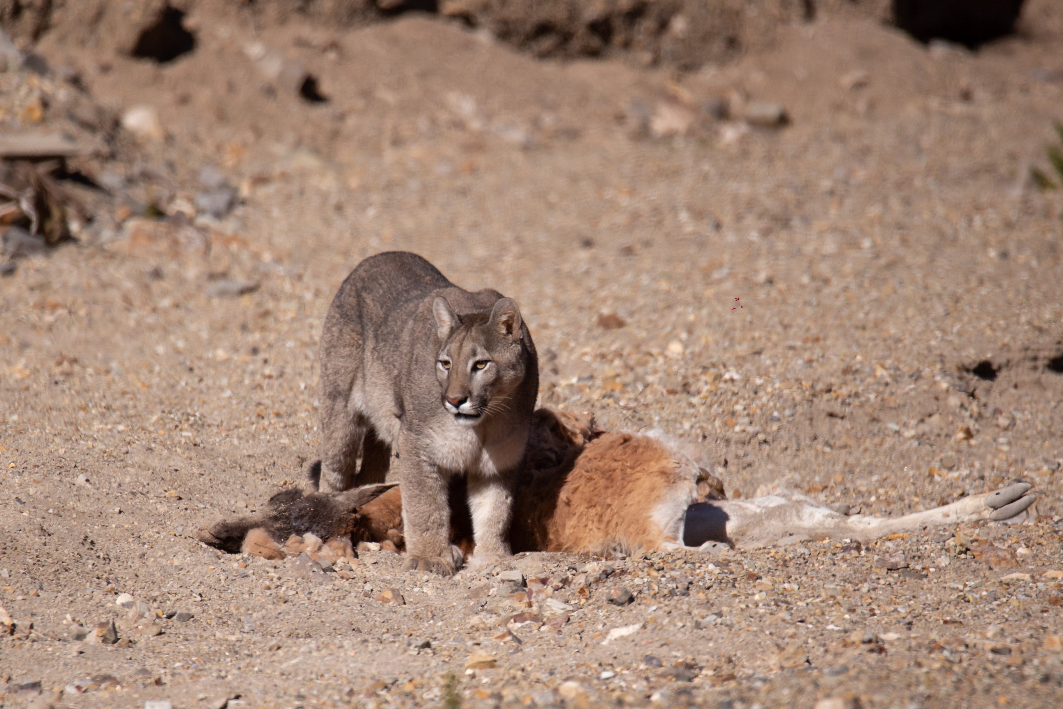 Fotos y videos del impactante avistaje de un puma en Villavicencio comiendo un guanaco: su rol clave en el ecosistema. Foto: Gentileza Martín Pérez.