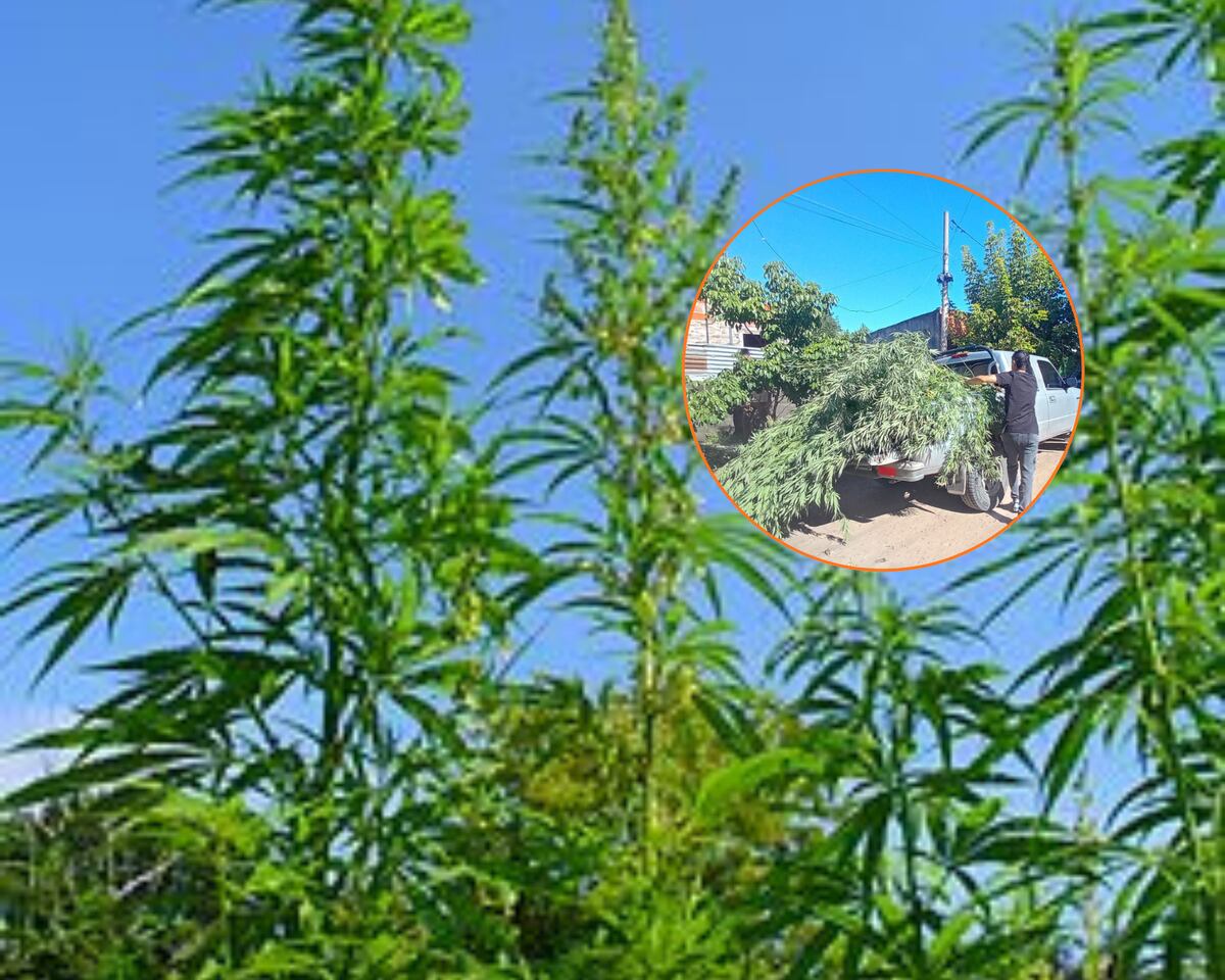 Insólito hallazgo: descubren una plantación de cannabis de más de cuatro metros