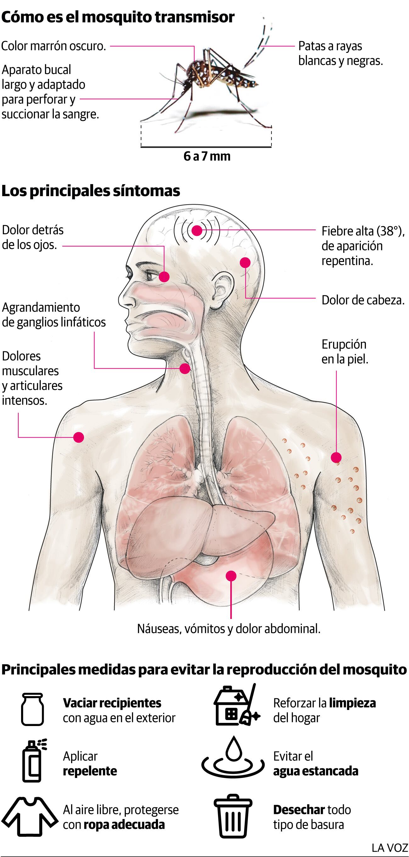 Síntomas y prevención contra el dengue.