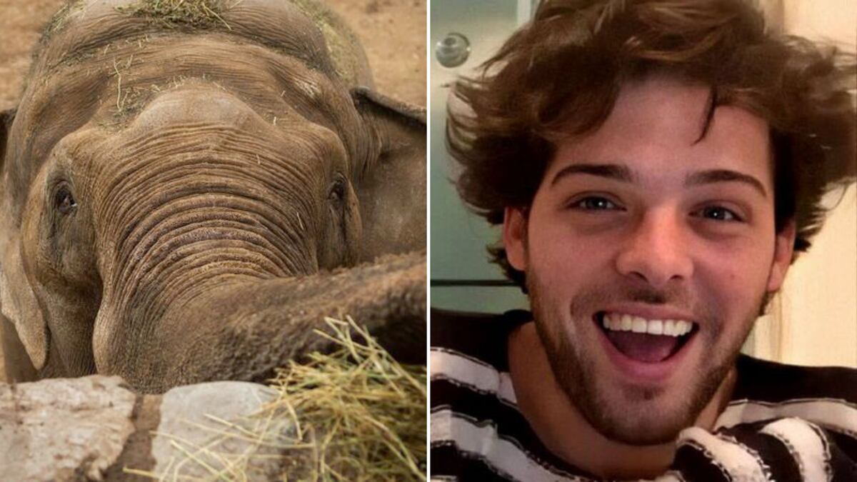 Santiago Maratea utilizará el dinero sobrante de los atletas del Sudamericano para trasladar al elefante Tamy a Brasil