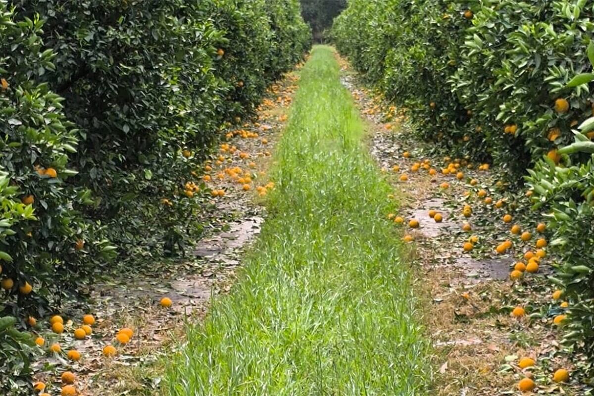 Cítricos dañados por la intensa granizada en Villa del Rosario