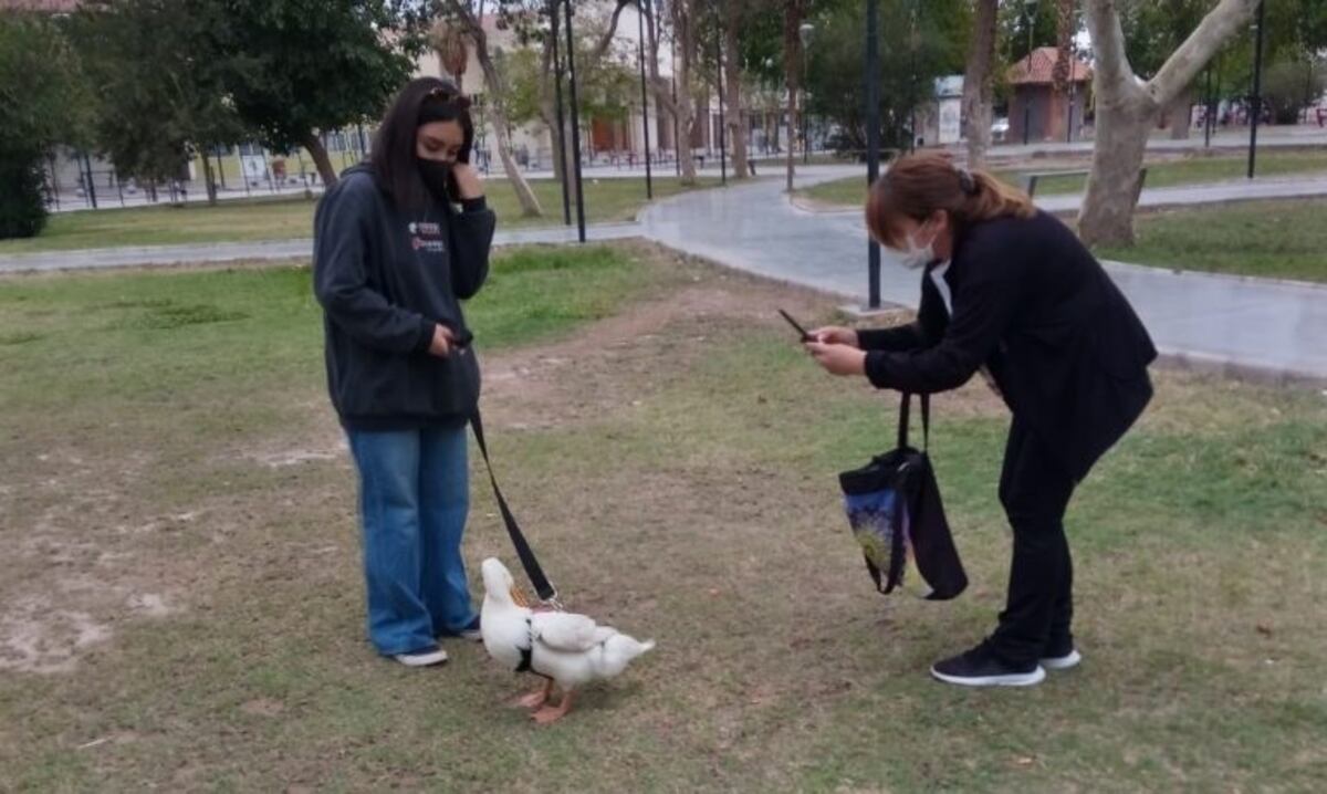 Una mascota poco común: la familia sanjuanina que adoptó a un pato y es furor