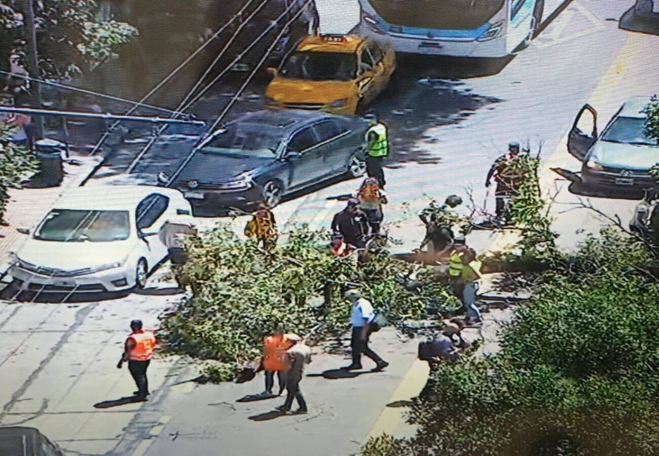 El árbol cayó en plena avenida General Paz de la ciudad de Córdoba.