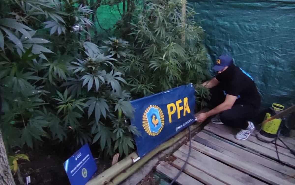 Detuvieron a una pareja con armas, dinero y plantas de marihuana