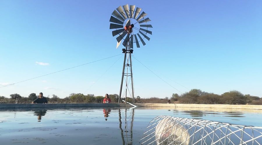 Una rampa instalada en un tanque de agua, que los ejemplares usan para poder salir 