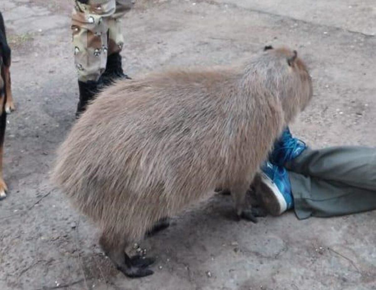 Rescataron un carpincho que tenían como mascota en Paraná
