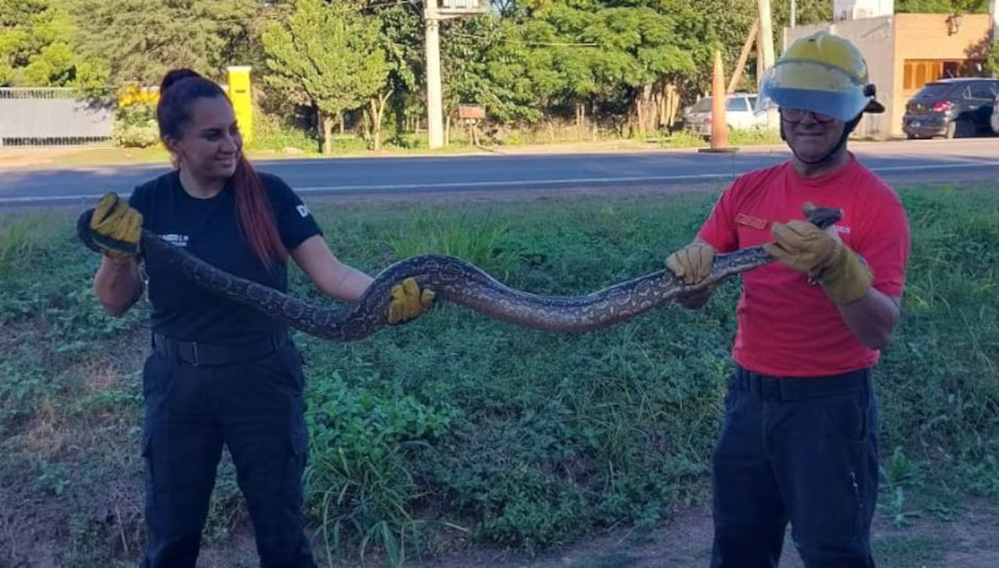 El animal fue rescatado por bomberos de Córdoba.