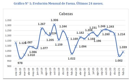 Faena bovina - 24 meses