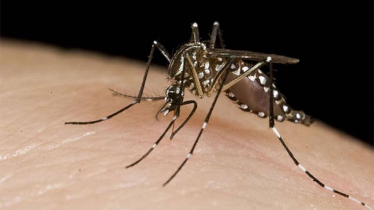 El Aedes aegypti se puede identificar por características como rayas blancas en el cuerpo y patas, y alas transparentes.