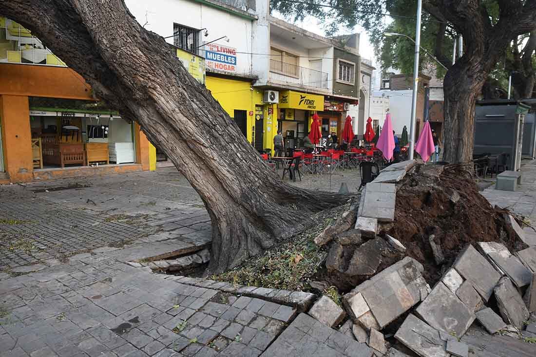 Fuertes ráfagas de viento zonda en la provincia de Mendoza, donde dejó algunos árboles caidos.
En la Alameda en Av. San Martín y Coronel Plaza de Ciudad un arbol cayó  por consecuencias del viento zonda.
Foto: José Gutierrez/ Los Andes 