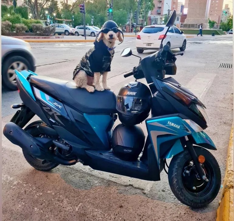 Pietro, el perrito motoquero