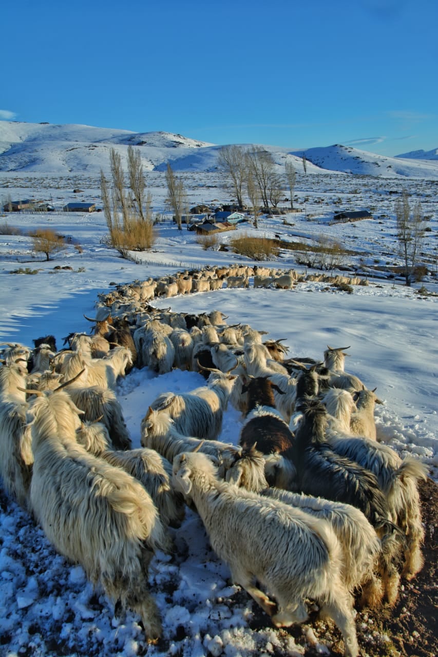 Un hombre abrió un camino entre la nieve de 70 km para que sus chivas puedan alimentarse