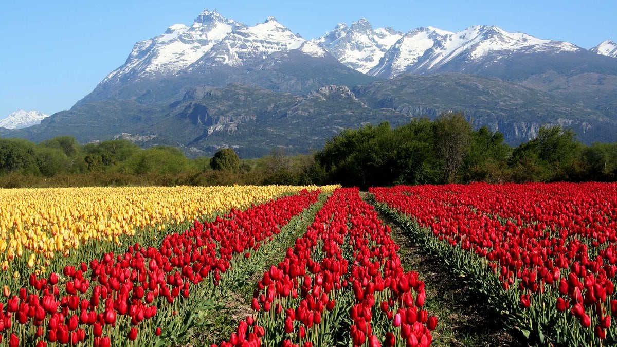 El paisaje de tulipanes y montañas en Trevelin, Chubut