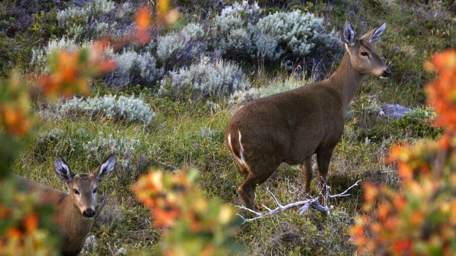 Especialistas en biodiversidad y conservación alertan sobre el ingreso de tres huemules de Chile. (Foto / Prensa Conicet)