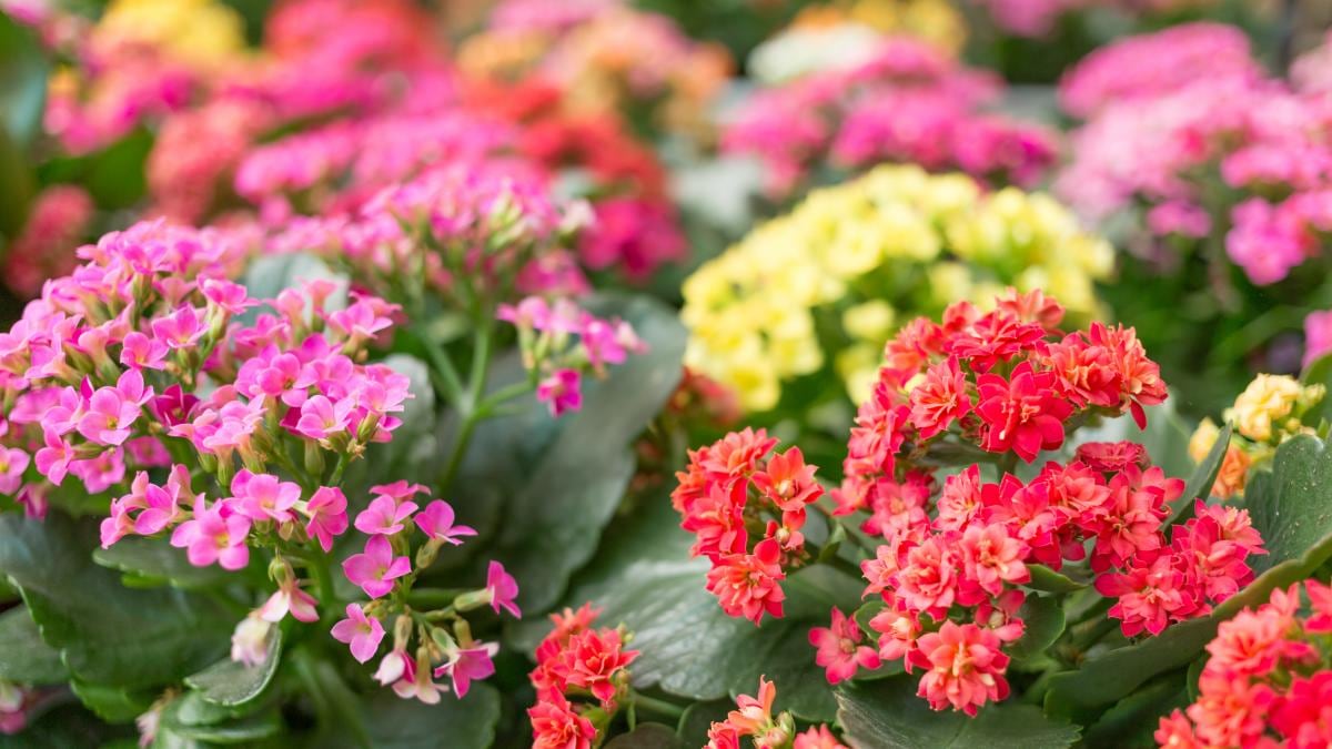 Suculentas con flores para traer alegría al hogar